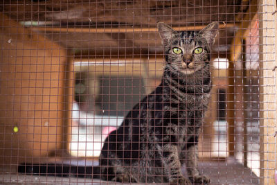 Portrait of cat in cage