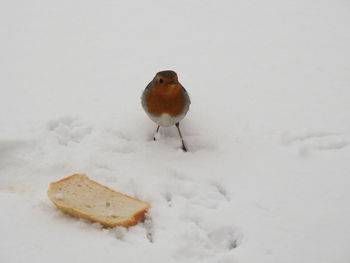 Close-up of bird perching on snow