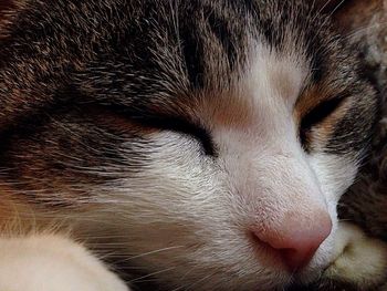 Close-up of cat
