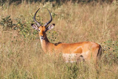 Impala antelopes standing on field