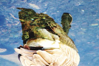 Close-up of person holding rock in sea