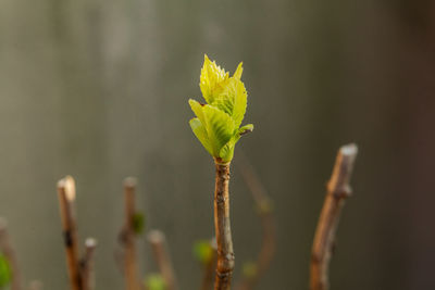 Close-up of flower bud growing outdoors