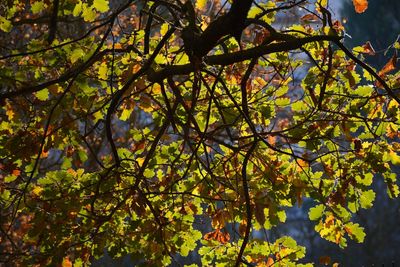 Trees in autumn