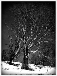 Snow covered trees