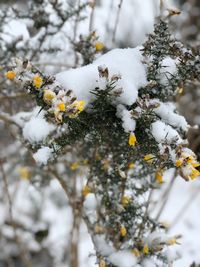 Close-up of snow on branch