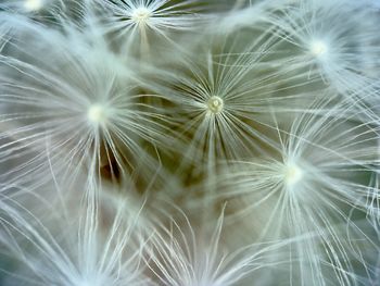 Close-up of dandelion