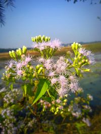 Close-up of flowers blooming outdoors
