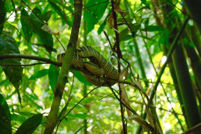 Low angle view of snake on branch at khao sok national park