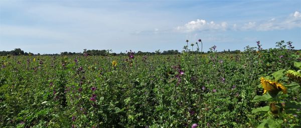 Scenic view of flowering plants on field against sky