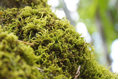 Close-up of moss growing on rock