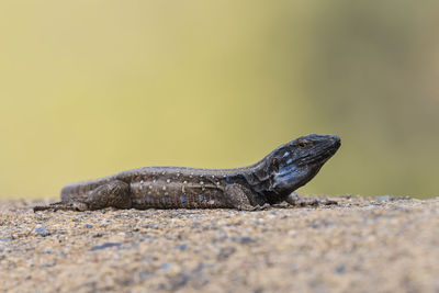 Close-up of lizard on rock