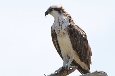 Low angle view of eagle perching against sky