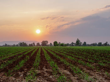 Scenic view of field against sky during sunset