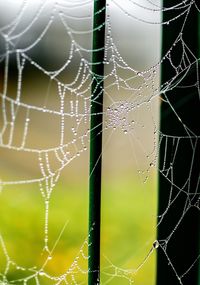 Close-up of spider web
