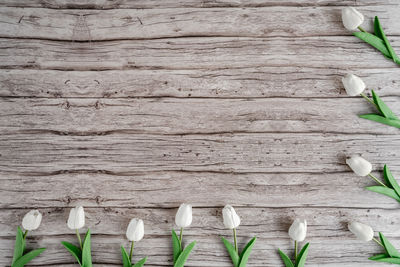 High angle view of white flowers on wooden table