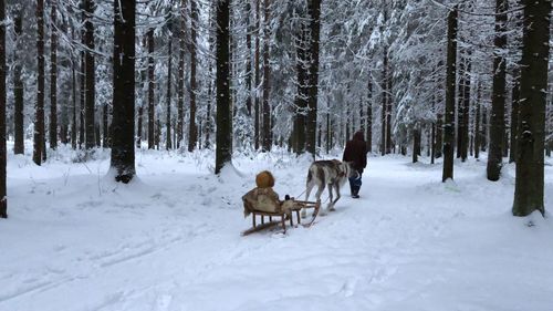 View of dog on snow covered land