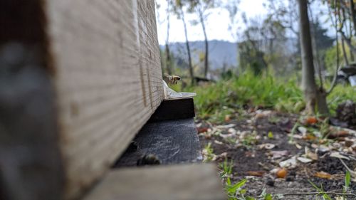 Close-up of bee perching on a hive