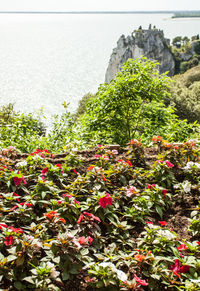 Plants growing on mountain