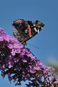 Close-up of butterfly on pink flowering plant against clear sky