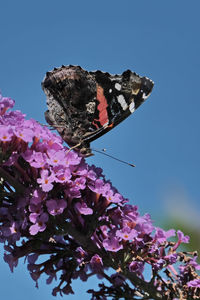 Red admiral butterfly