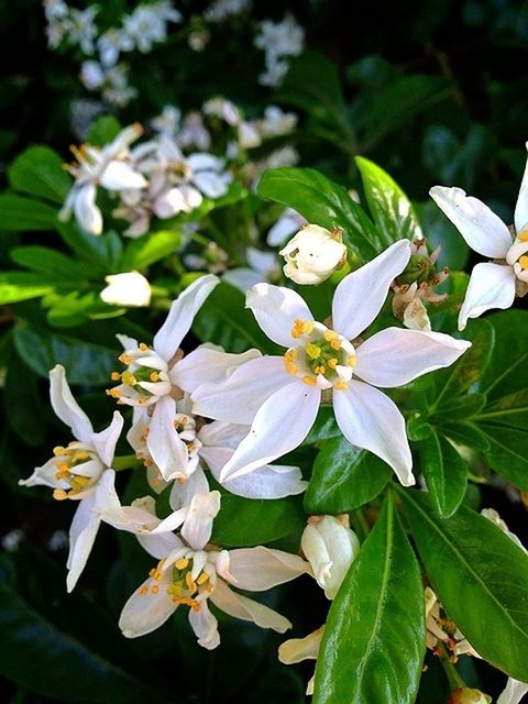 flower, freshness, petal, fragility, growth, white color, flower head, beauty in nature, leaf, close-up, blooming, nature, plant, focus on foreground, in bloom, pollen, park - man made space, high angle view, stamen, green color