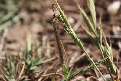 Close-up of grasshopper on grass