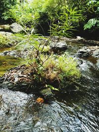 Close-up of grass in water