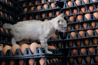 High angle view of cat sitting in cage