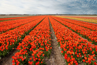 Scenic view of red tulips on field against sky