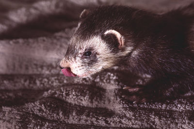 Close-up of an animal