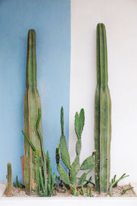 Close-up of cactus plant against white background