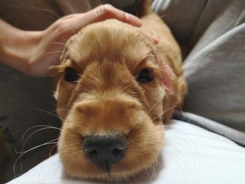 Close-up of woman with dog relaxing on bed