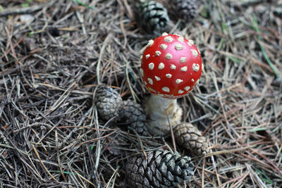 High angle view of fly agaric mushroom on field