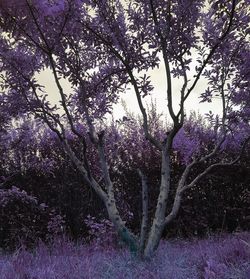 View of purple flowering tree