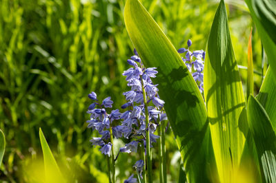 Close-up of purple flowering plant on field