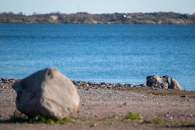 View of sheep on rock at beach