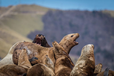 Group of sea lions on rock at sea