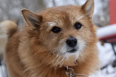 Close-up portrait of a dog