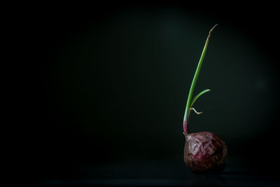 Close-up of plant over black background