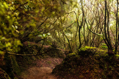 Trees growing in forest