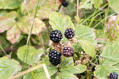 Close-up of blackberries growing on plant
