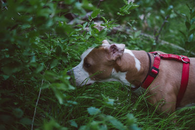 Dog relaxing on grass