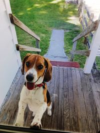 Portrait of dog sitting on wood