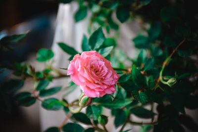 Close-up of pink rose