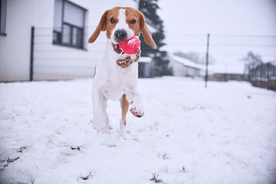 Dog running in snow