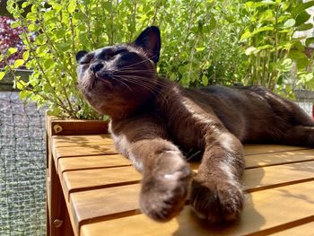 Cat relaxing on wood