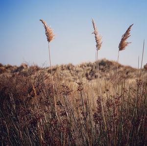 Close-up of stalks in field against sky