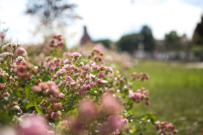 Close-up of pink flowers