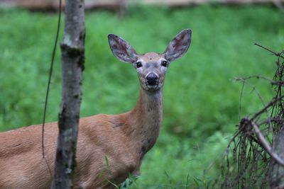 Close-up portrait of deer