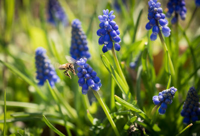 Close-up of bumblebee on purple flowering plant